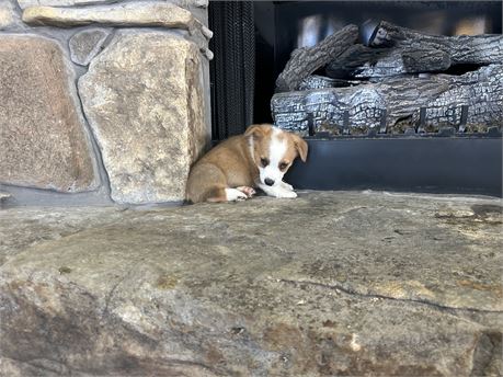 Pembroke Welsh Corgi-Nash-Male