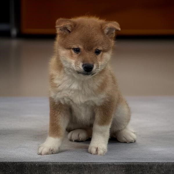 Shiba Inu Male