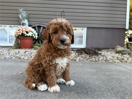 F1B Mini Goldendoodle - Hugo