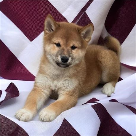 Shiba Inu Male