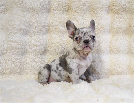 Zya ~ Gorgeous  AKC Lilac Merle Female French Bulldog!!