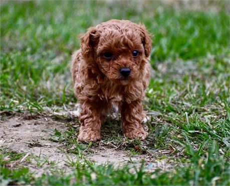 Kip ~ Adorable AKC Male Toy/Mini Poodle!! ~* CHRISTMAS BABY *~