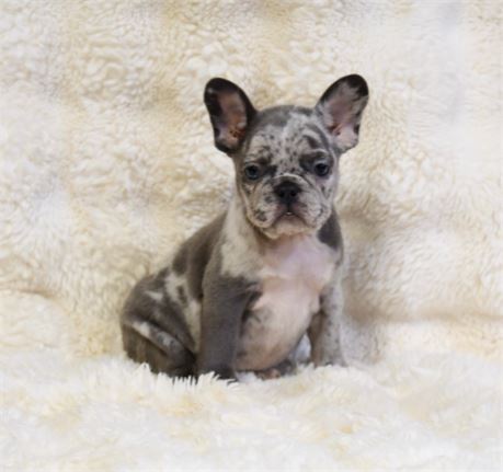 Korel ~ Adorable AKC Blue Merle Female French Bulldog!!