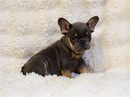 Rafiel ~ Adorable AKC Blue & Tan Male French Bulldog!!