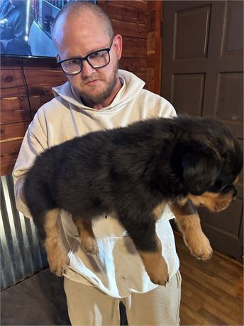 Akc registered Rottweilers