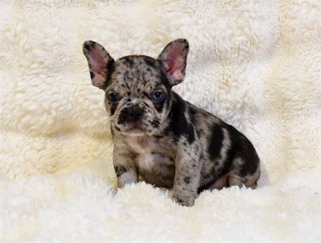 Journee ~ Gorgeous AKC Black Merle Female French Bulldog!!