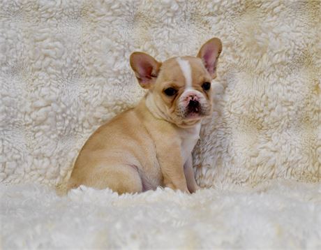 RaeLyn ~ Adorable AKC Honey Fawn French Bulldog!!