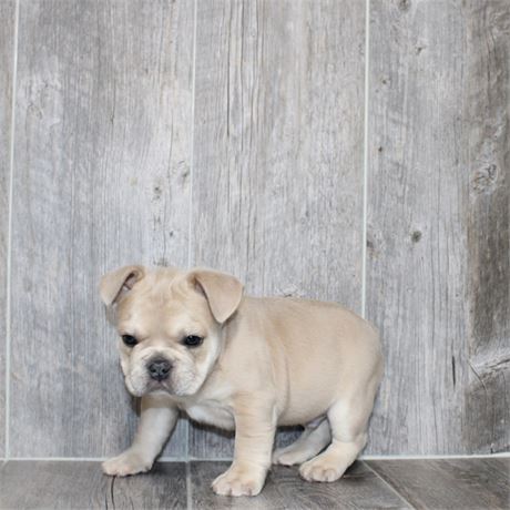 25292-02 French Bulldog