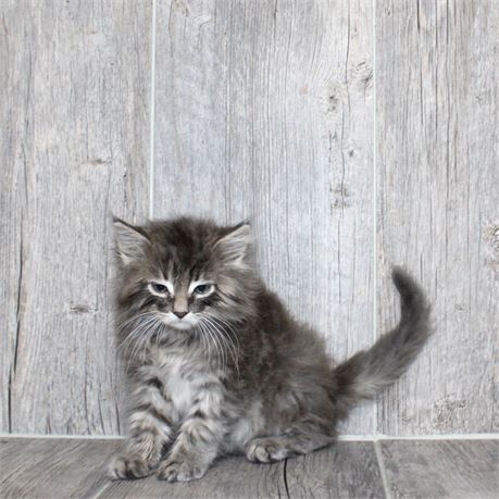 25298-01 Domestic Kitten