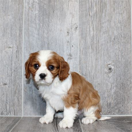25299-01 Cavalier King Charles Spaniel
