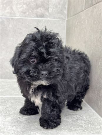 Shihpoo 25493-04