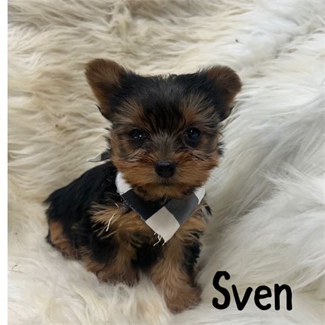 Sven