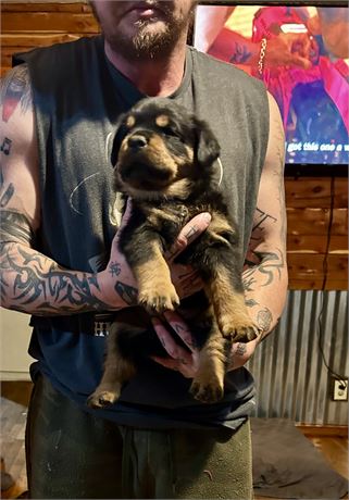Akc registered Rottweiler
