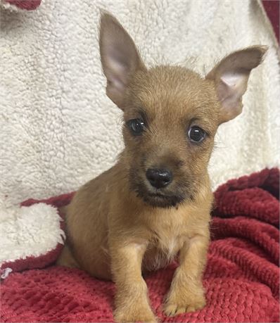 Norwich Cairn Terrier Mix