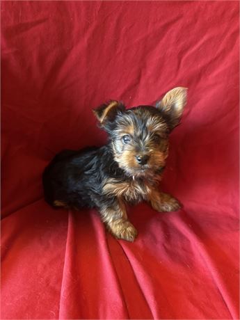 Male  yorky