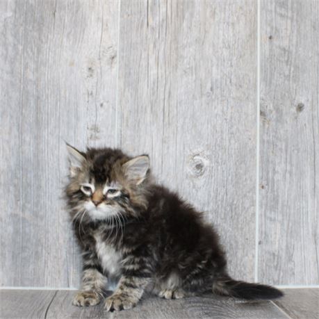25298-02 Domestic Kitten