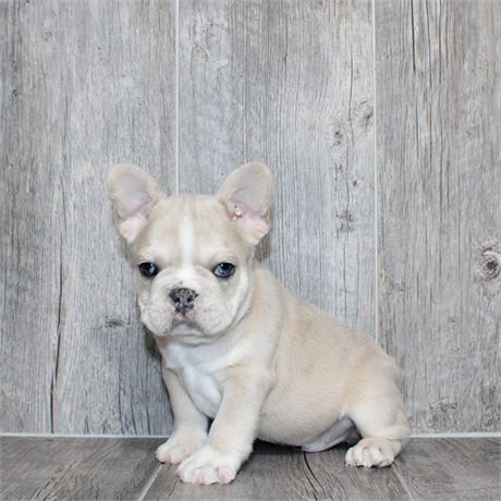 25292-03 French Bulldog