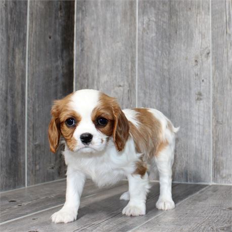 25299-02 Cavalier King Charles Spaniel