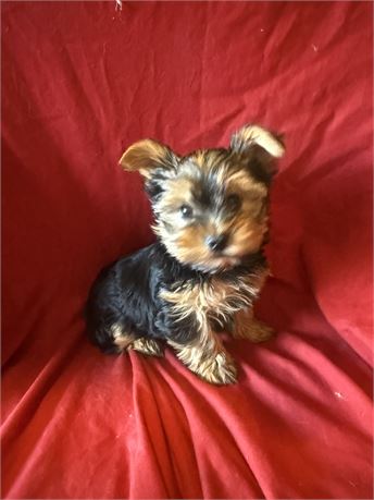 Male  yorky