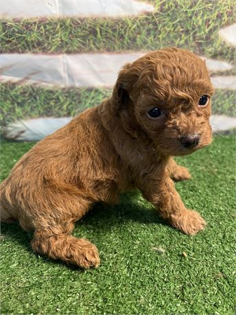 Beautiful female mini/toy 1.4 on 11/13