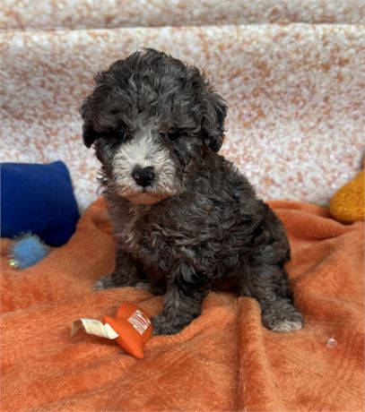 Pretty Little Toy Poodle Female