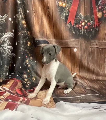 Male IG “Jingles”