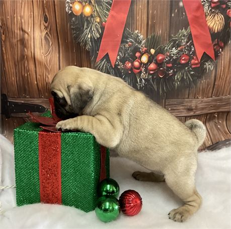 Pug Female “Noelle”