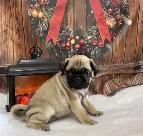 Pug Female “Holly”