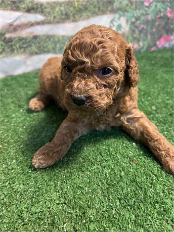 Beautiful female mini/toy