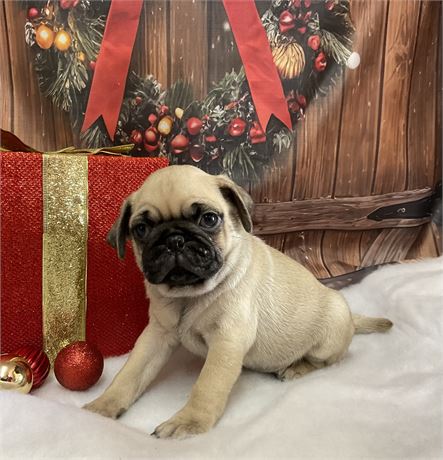 Pug Male “Noel”