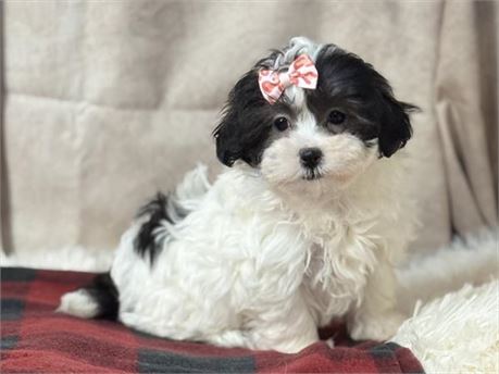 ShihPoo Female