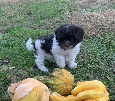 Gorgeous choc/wht girl