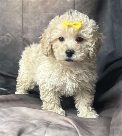 Mini F1B golden doodle parents 11# and 19#