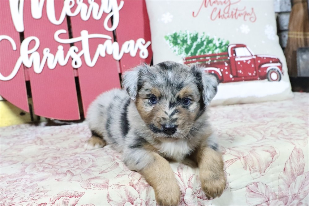 USDA CLEAN* MINI Aussie