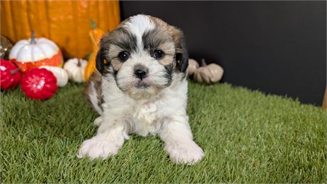Female Shihpoo