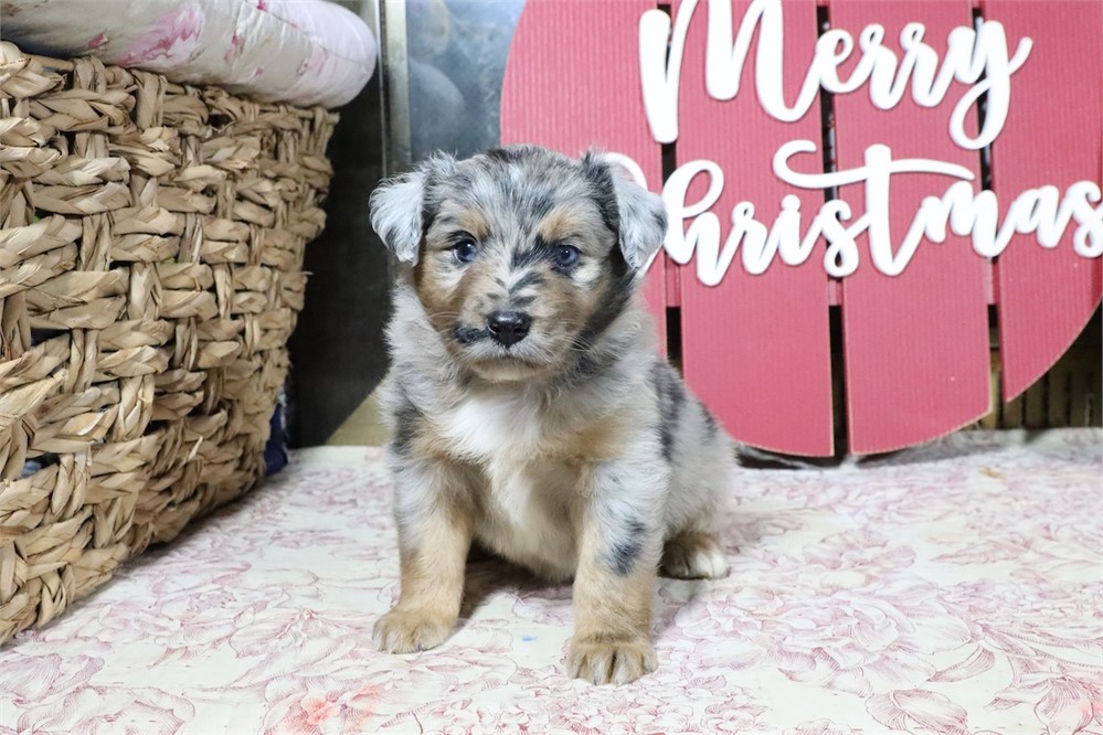 USDA CLEAN* MINI Aussie