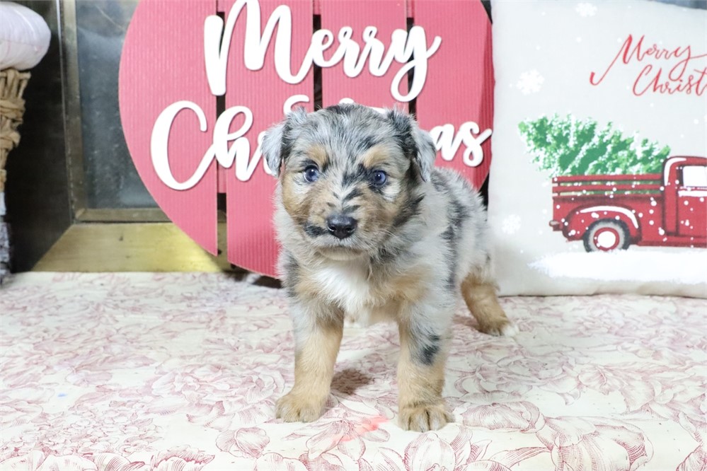 USDA CLEAN* MINI Aussie