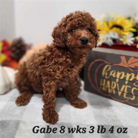Toy / Miniature Poodle Gabe