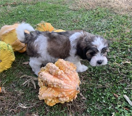 Super cute light sable/white girl