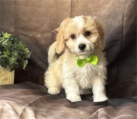 Male Cavachon