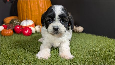 Female Shihpoo