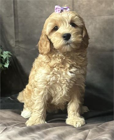 Mini F1B golden doodle parents 11# and 19#