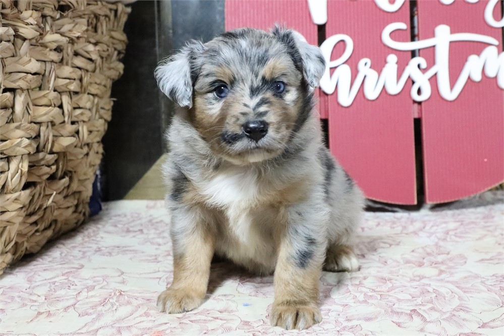 USDA CLEAN* MINI Aussie