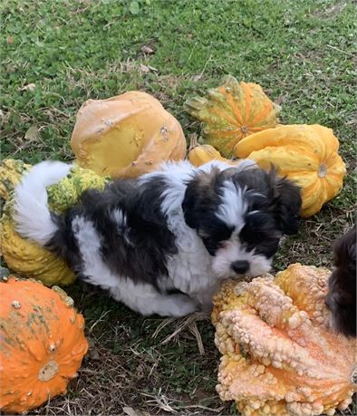 Super cute dark sable/white girl