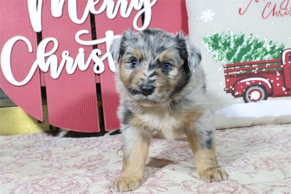 USDA CLEAN* MINI Aussie