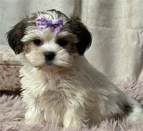Shorkie female puppy