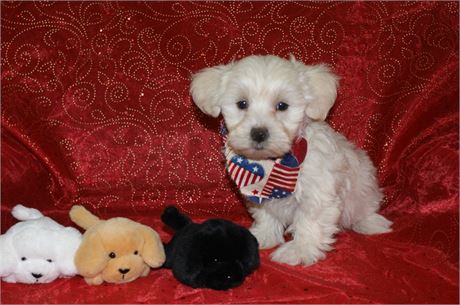 Male Morkie *UABR*