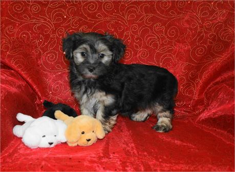 Male Morkie *UABR*
