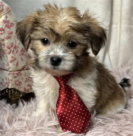 Shorkie Male puppy