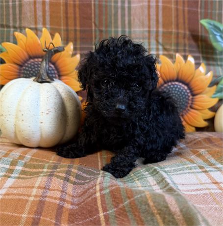 Toy Poodle - Emily’s # 3 (M) ~ TINY ~